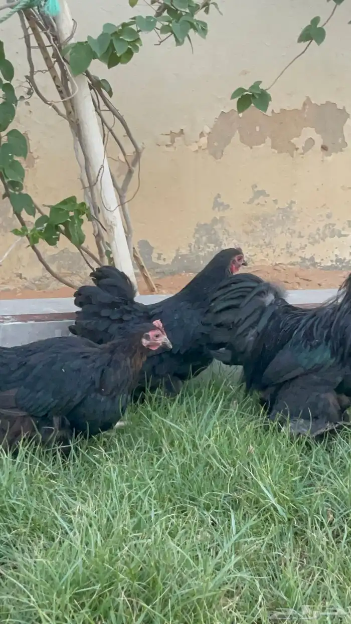 بيض دجاج زينة مخصب بإذن الله 29