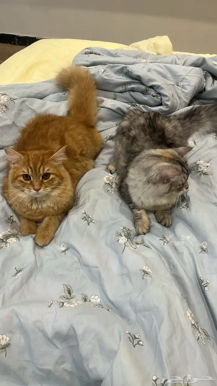 قطط للتبني 3