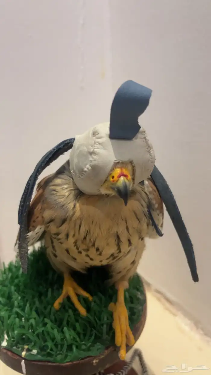 سلام عليكم طير باشق صحته زينه معا اقراضه كل ابوها 2