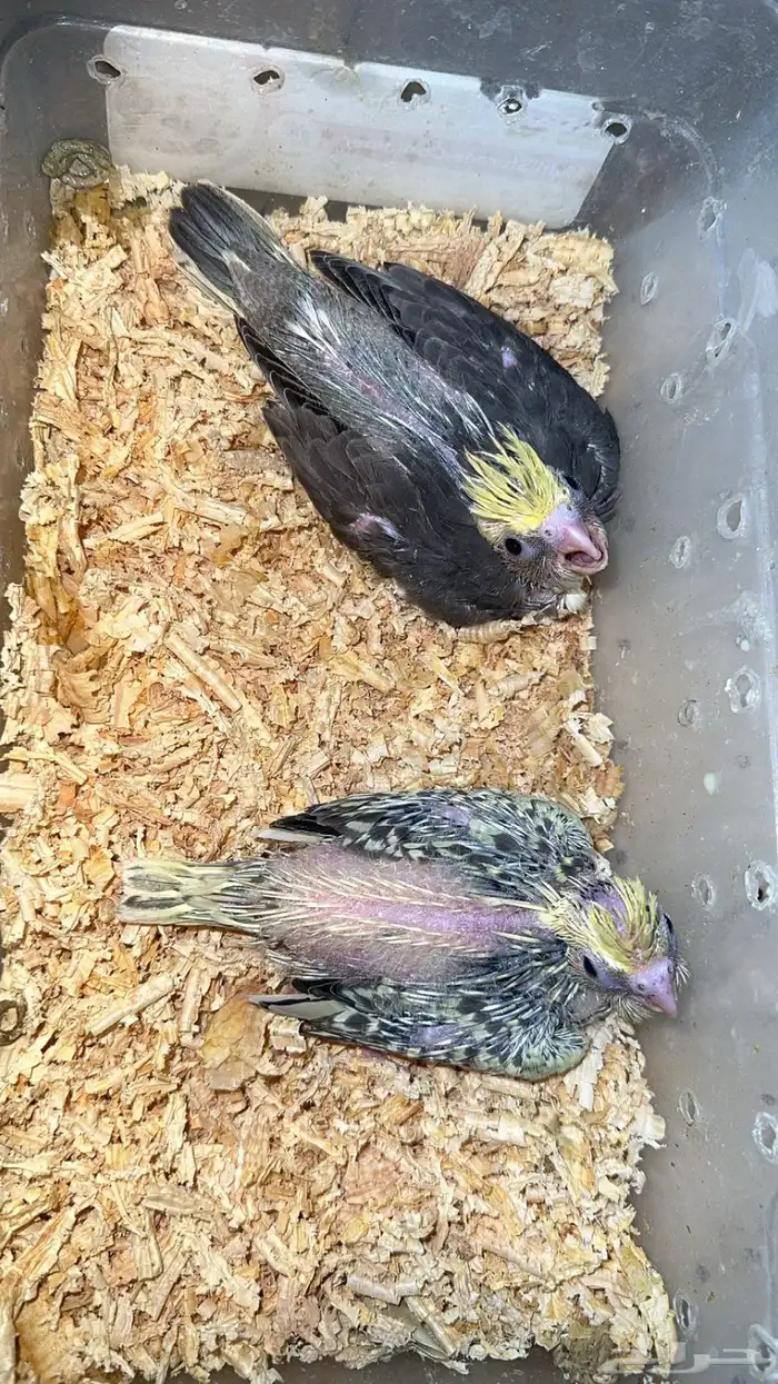 القنفذة القوز 0