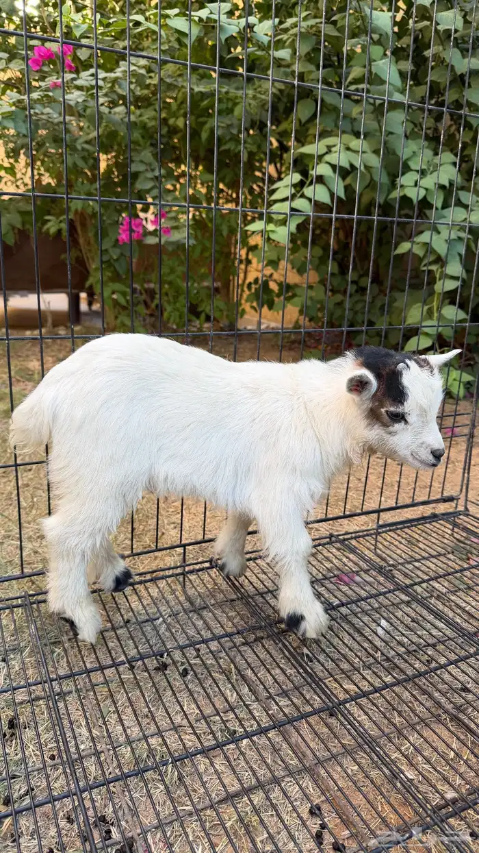 تيس ماعز قزم (تم البيع) 3