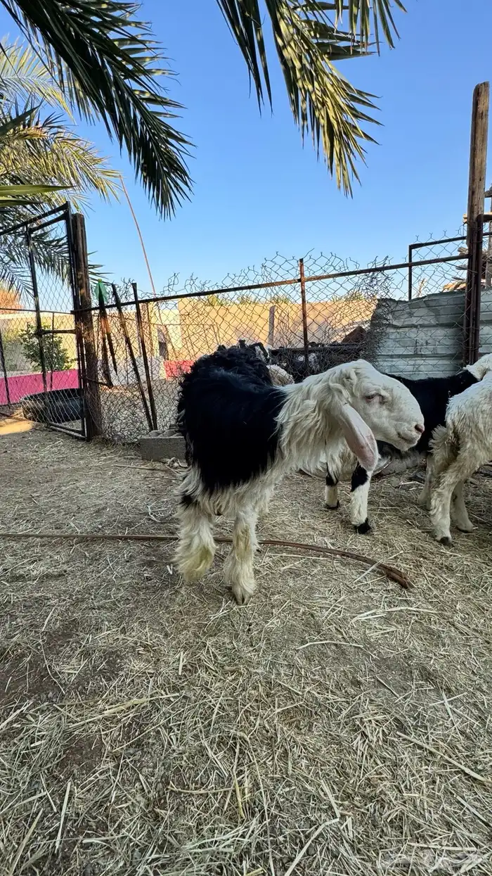 خروف نجدي للبيع 5