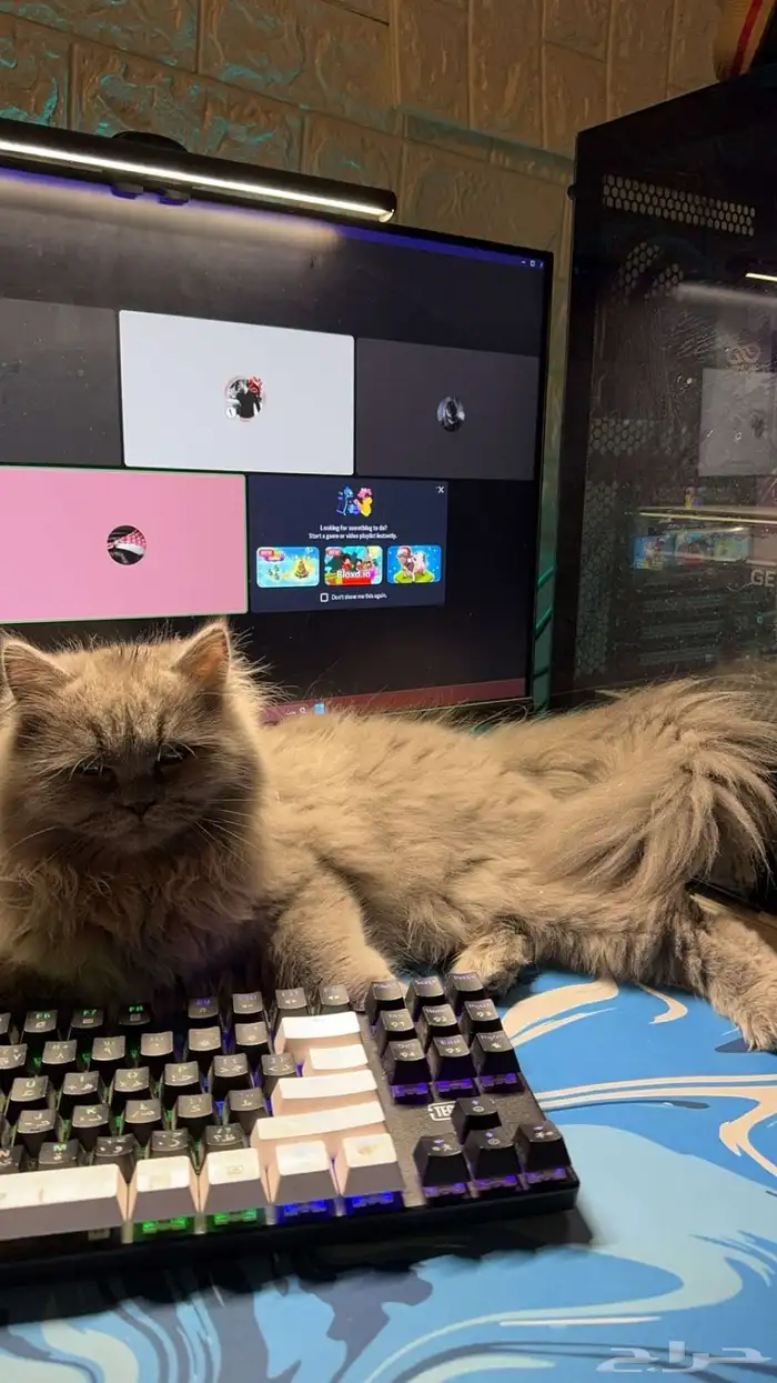 السلام عليكم قطه لتبني النوع شيرازي 0