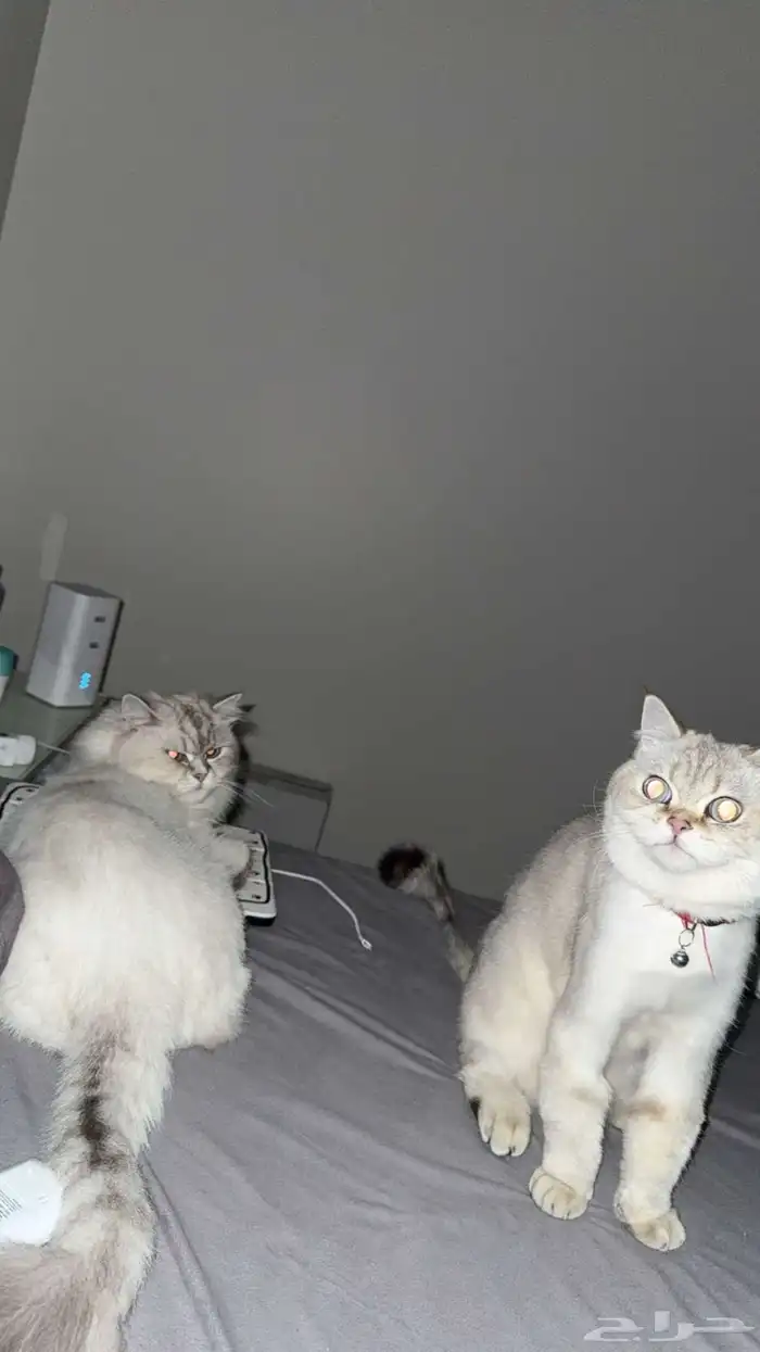 قطط للتبني 6