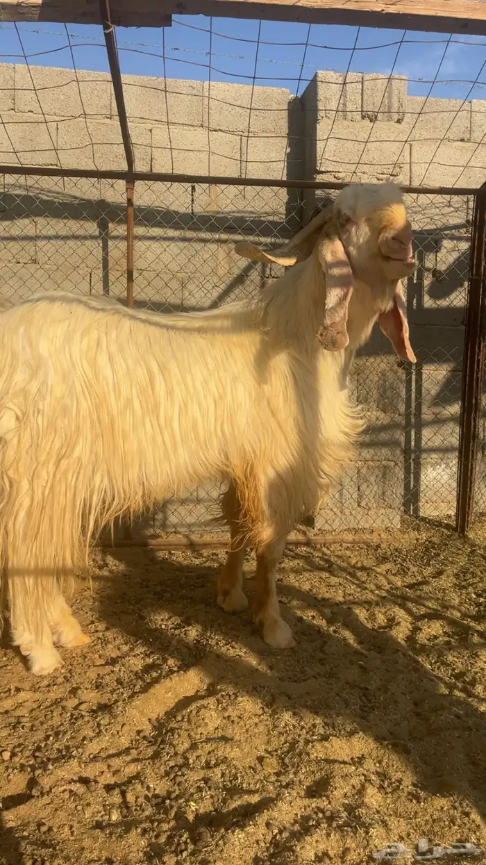 تيس عارضي مصري فحل 1