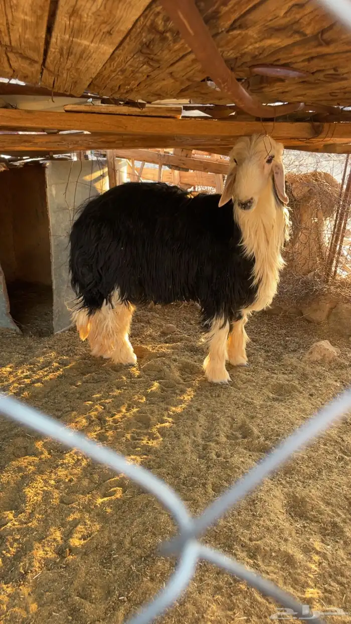 خروف نجدي 0