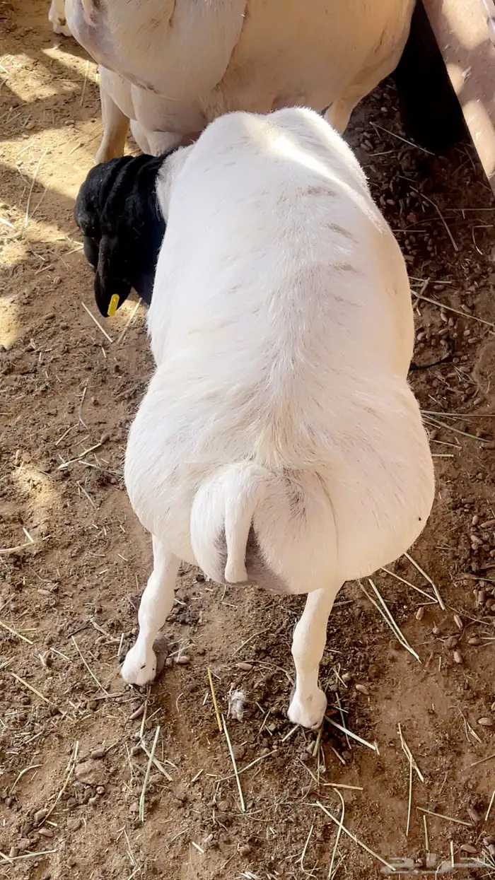 طليان مرابي تربيه طيبه 0