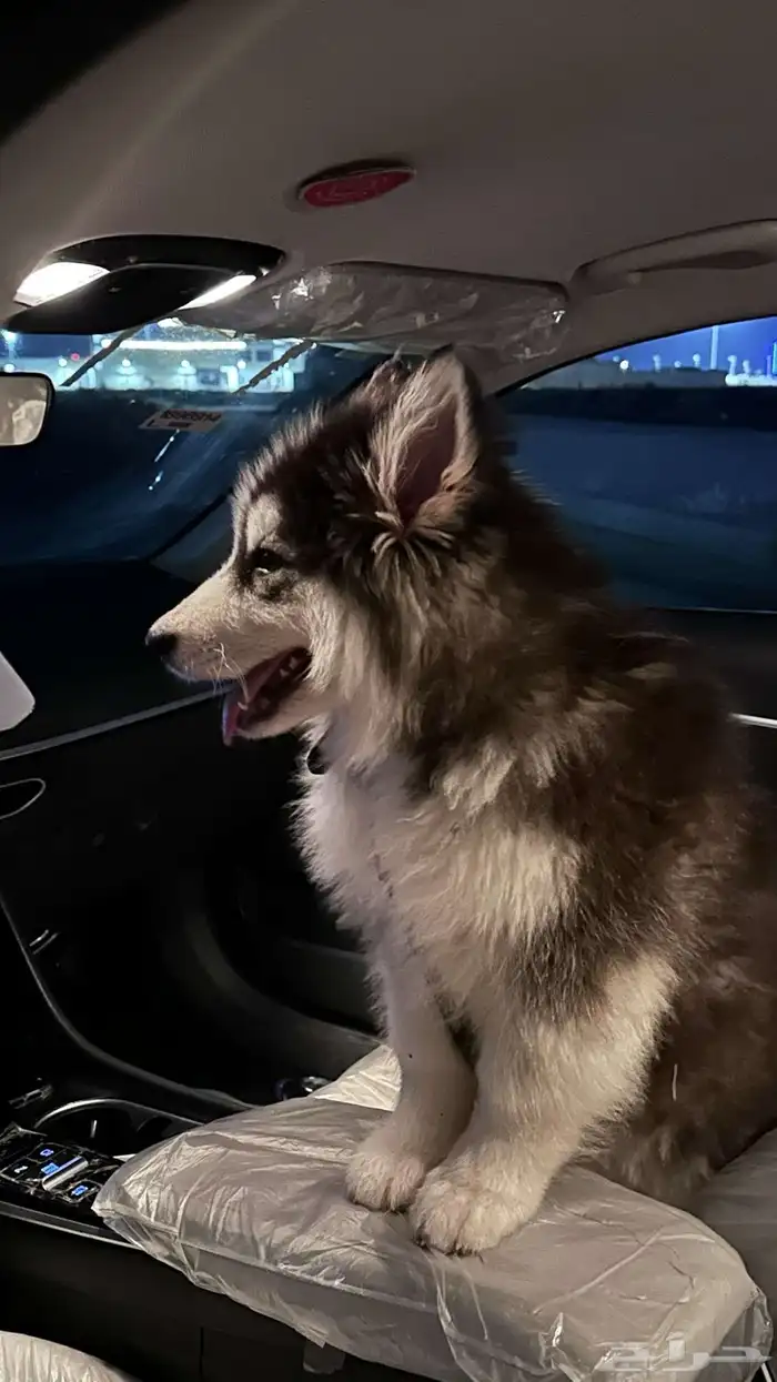 كلب هاسكي الاسكا مالموت 2