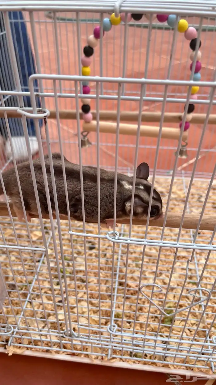 سنجاب الطار اثنين انثى و ذكر 2