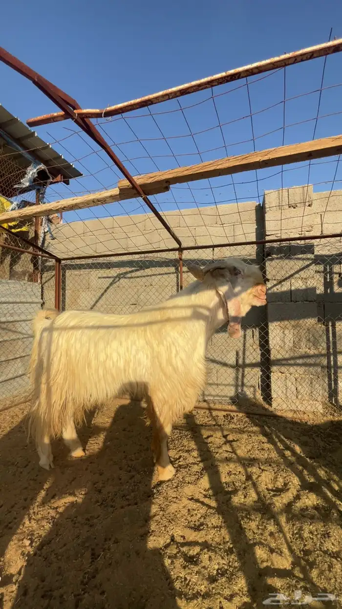 تيس عارضي مصري فحل 5