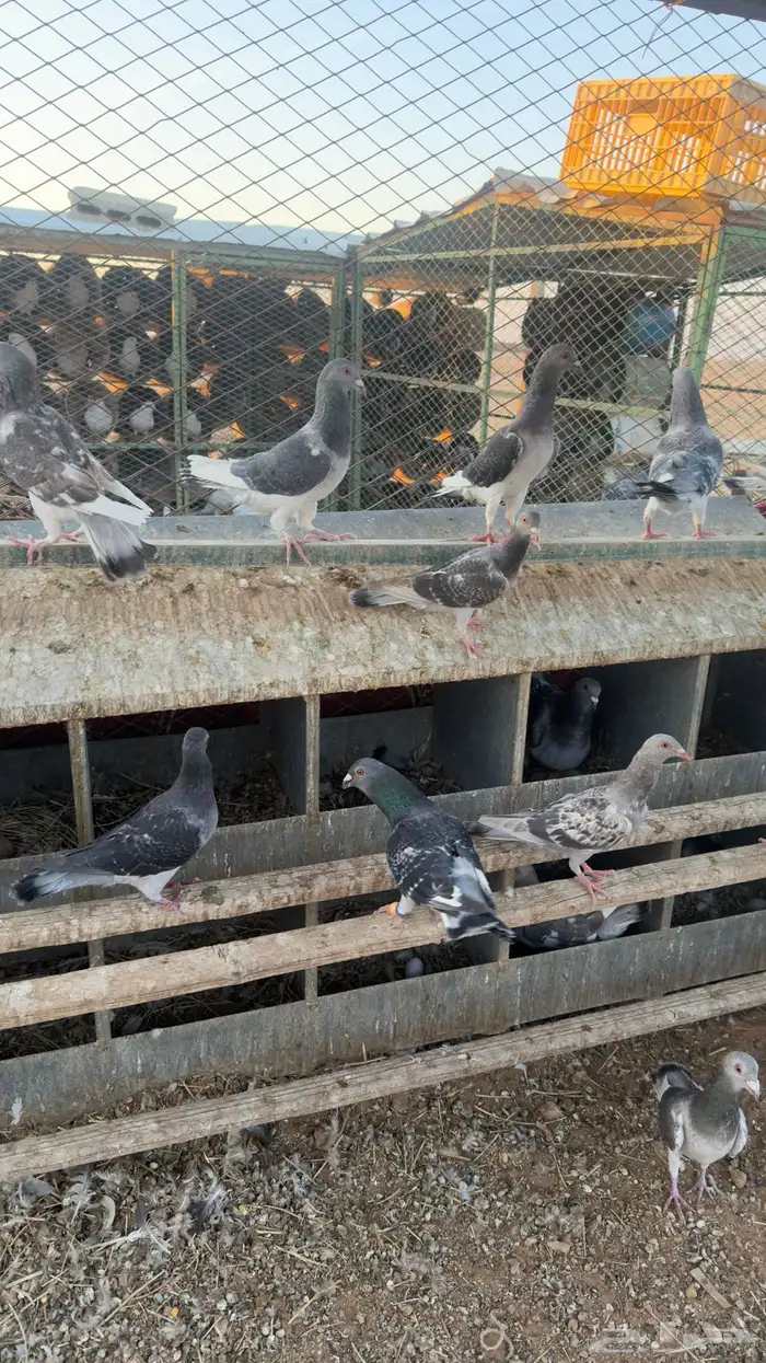 حمام زاجل الماني 0