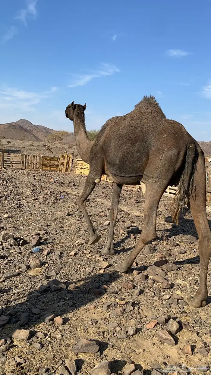 لقحه مجهم من فروع البل ناقة كفو ناقة انتاج الحد7500 4