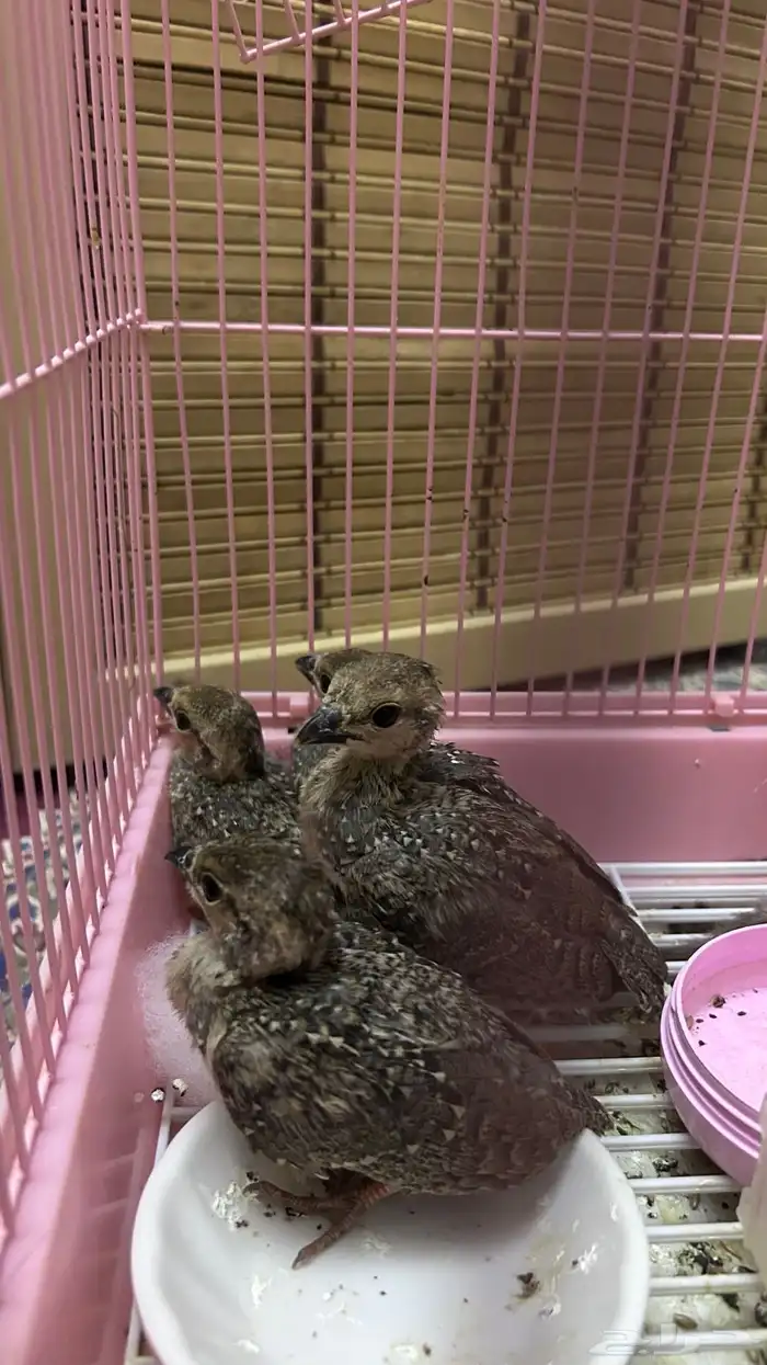 فروخ قهابا العدد 5 تحت دجاجه لا يسوم الا الصامل 4