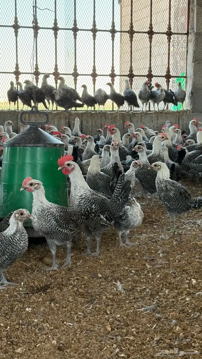 صوص فيومي شبابي دم صافي كله 1