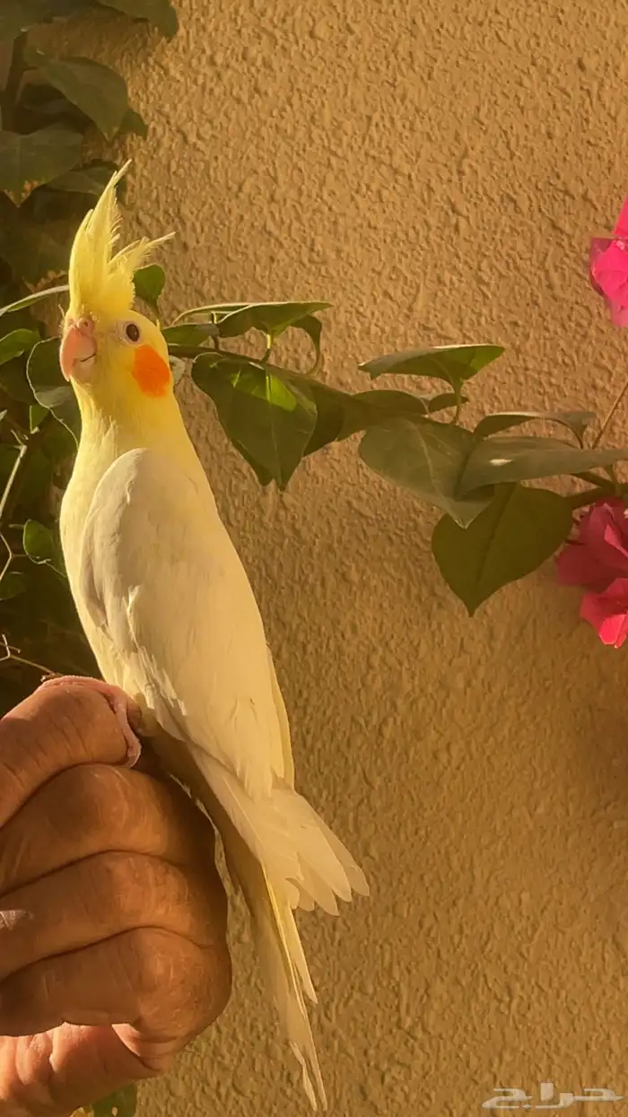 كروان لاتينو أليف حمامه ومفطوم تم البيع 0