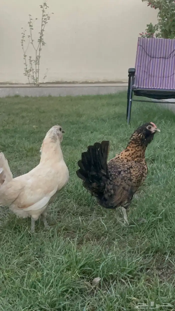 بيض دجاج زينة مخصب بإذن الله 16