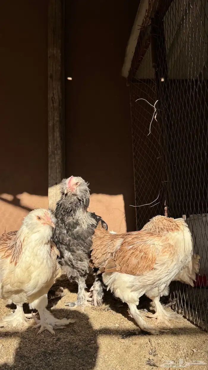 دجاج الفافيرول الفرنسي 5