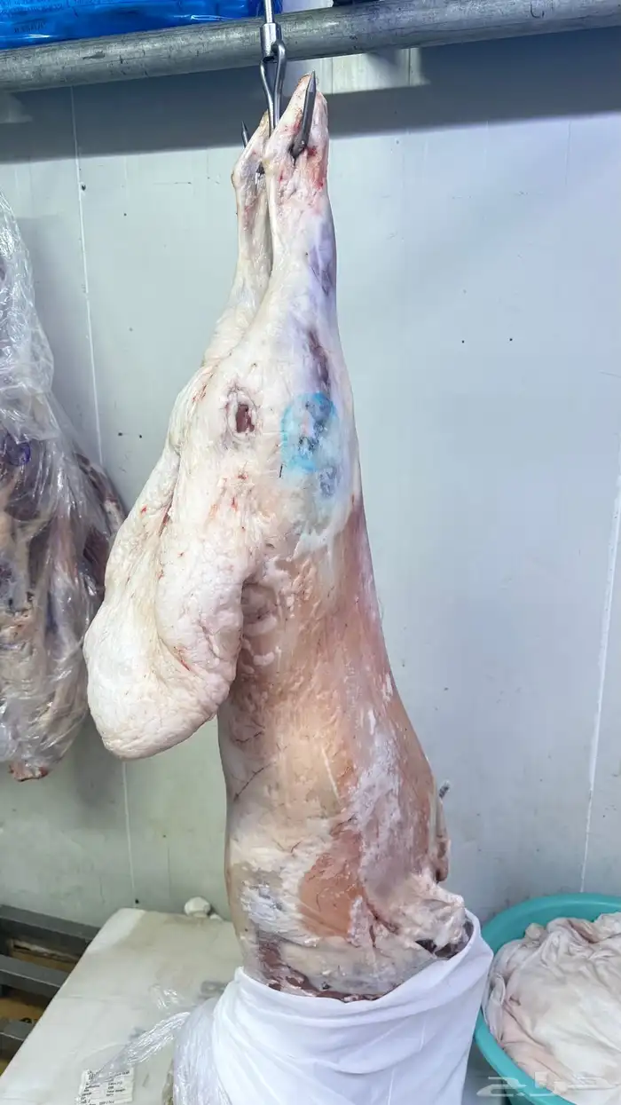 نعيمي بلدي جبر   حاشي بلدي لباني 15