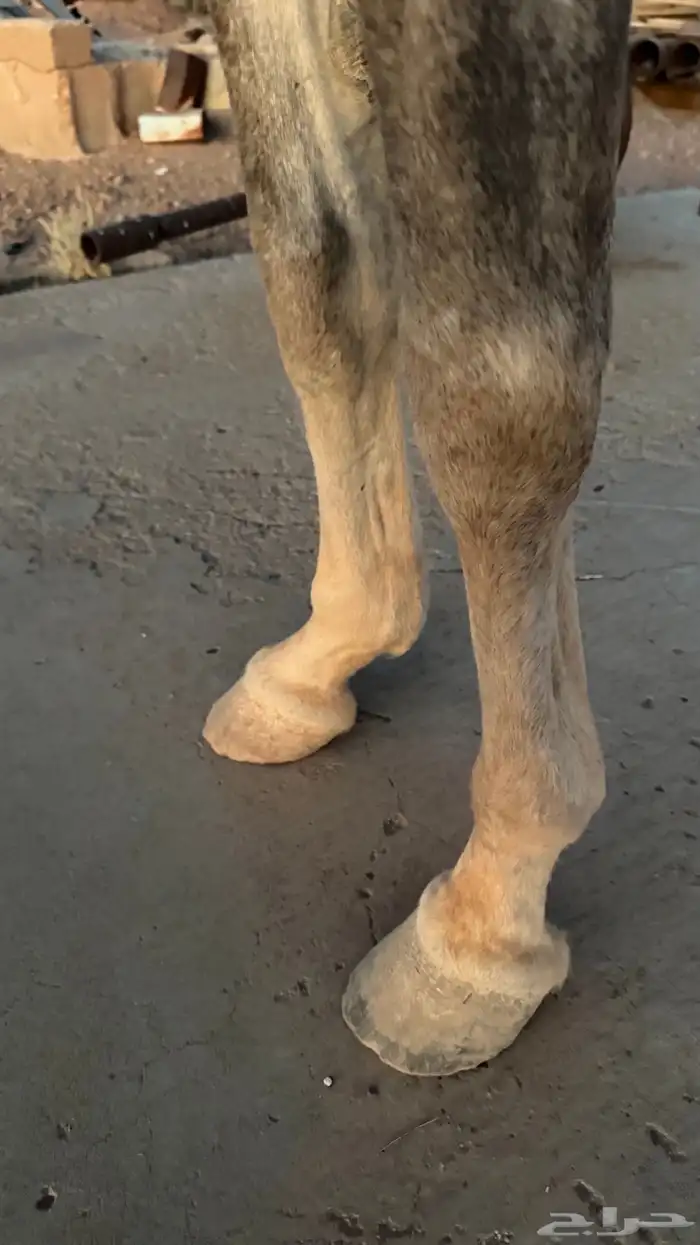 حصان ركوب شعبي شيخ 5