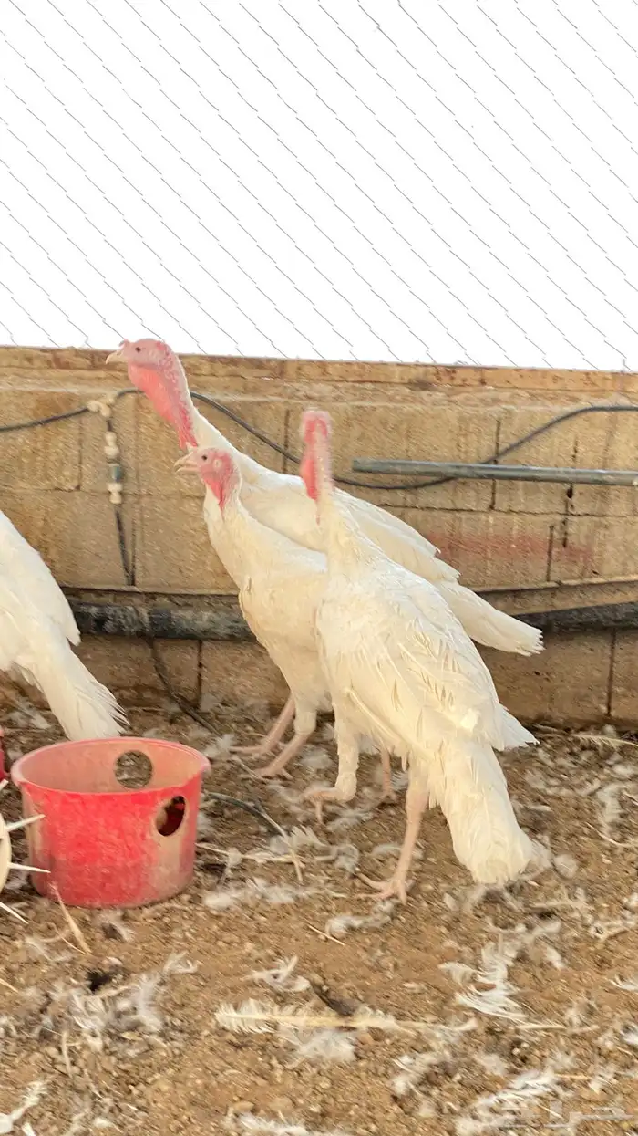 للبيع ذكور رومي 1