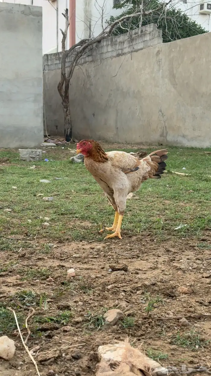 دجاج باكستاني تب 3