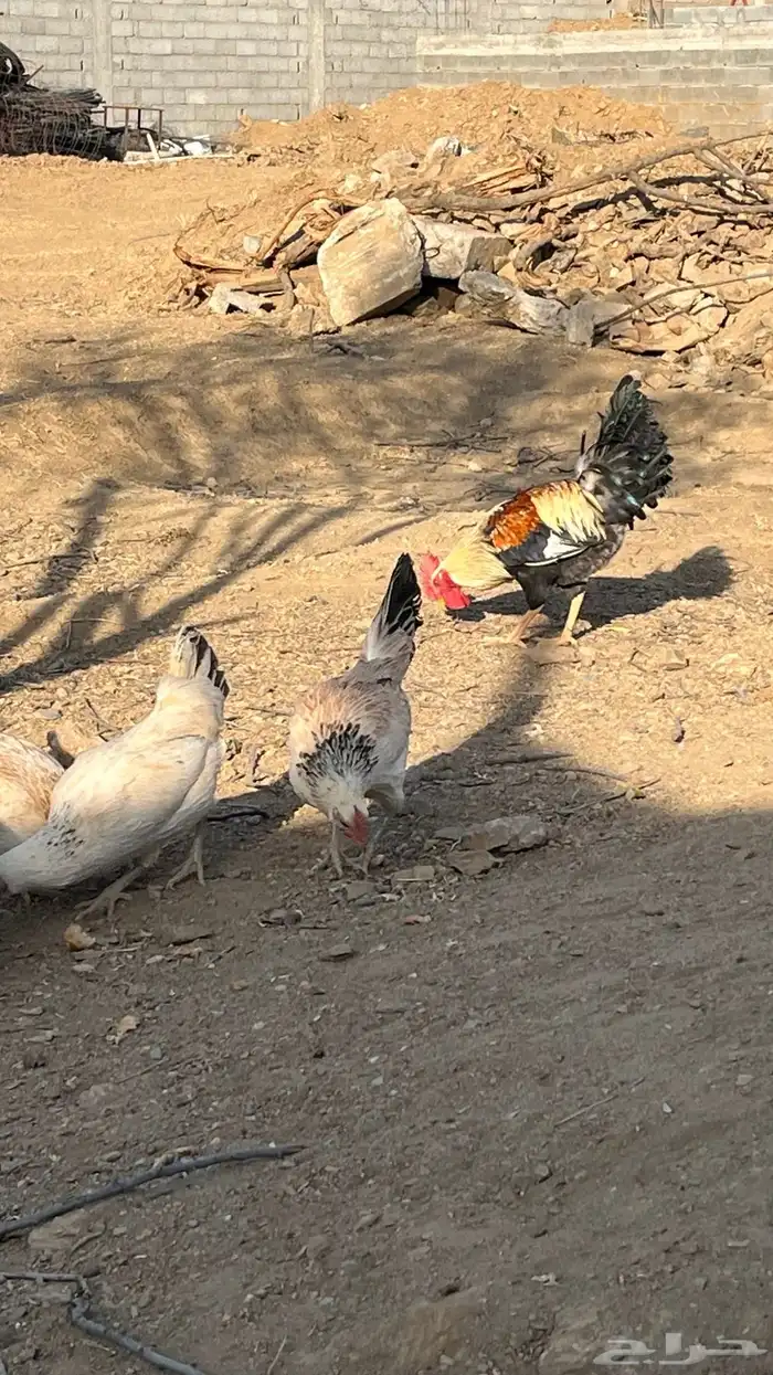دجاج شوكي اصيل 3