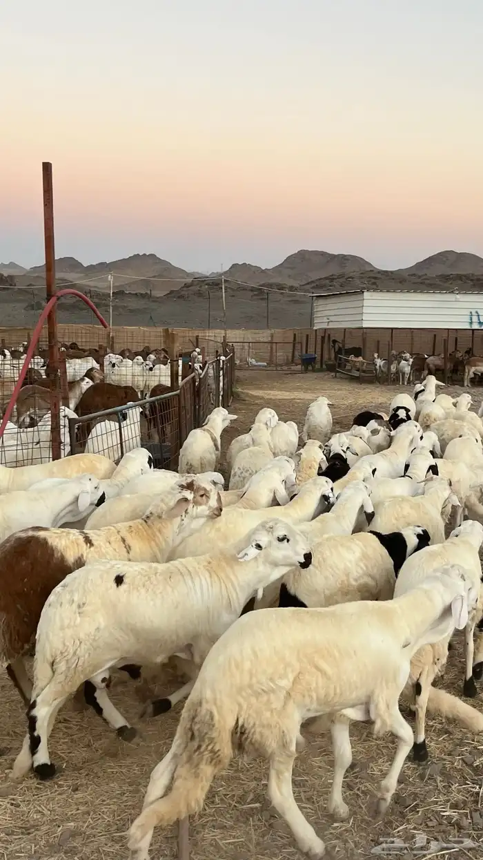 طليان سواكن جادعان مرابى فاخر 7