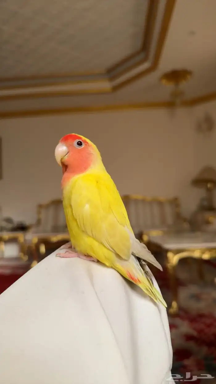 روز لاتنيو اليف وهدد (( فاخر من الآخر )) 5