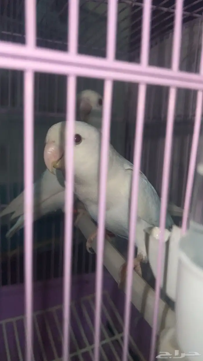 عصافير روز 0