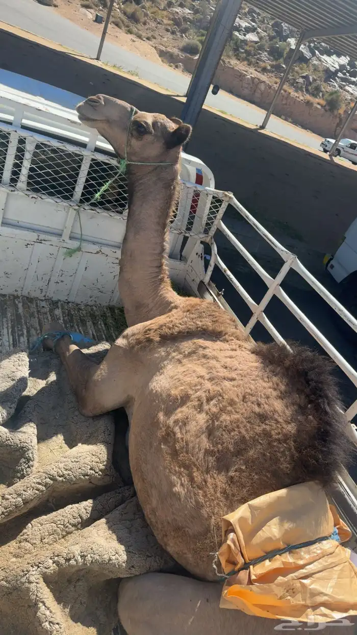 بكره سمينه للذبح عمرها سنه و اربع شهور 0