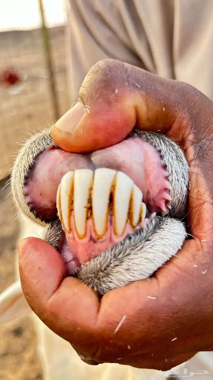 نعجة حرية  معها طلي ورخل  السن واضح في الصورة 1