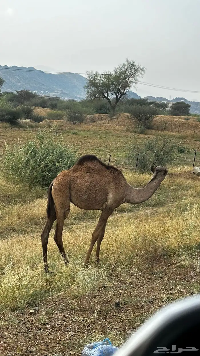 قعوده سليمه 0