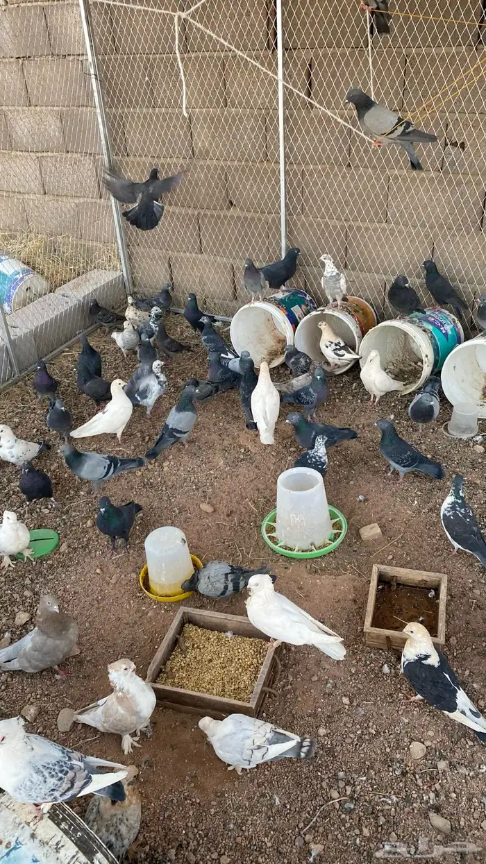 حمام بلدي و زاجل وكشكي مخلط مع الشبك والسطول 4