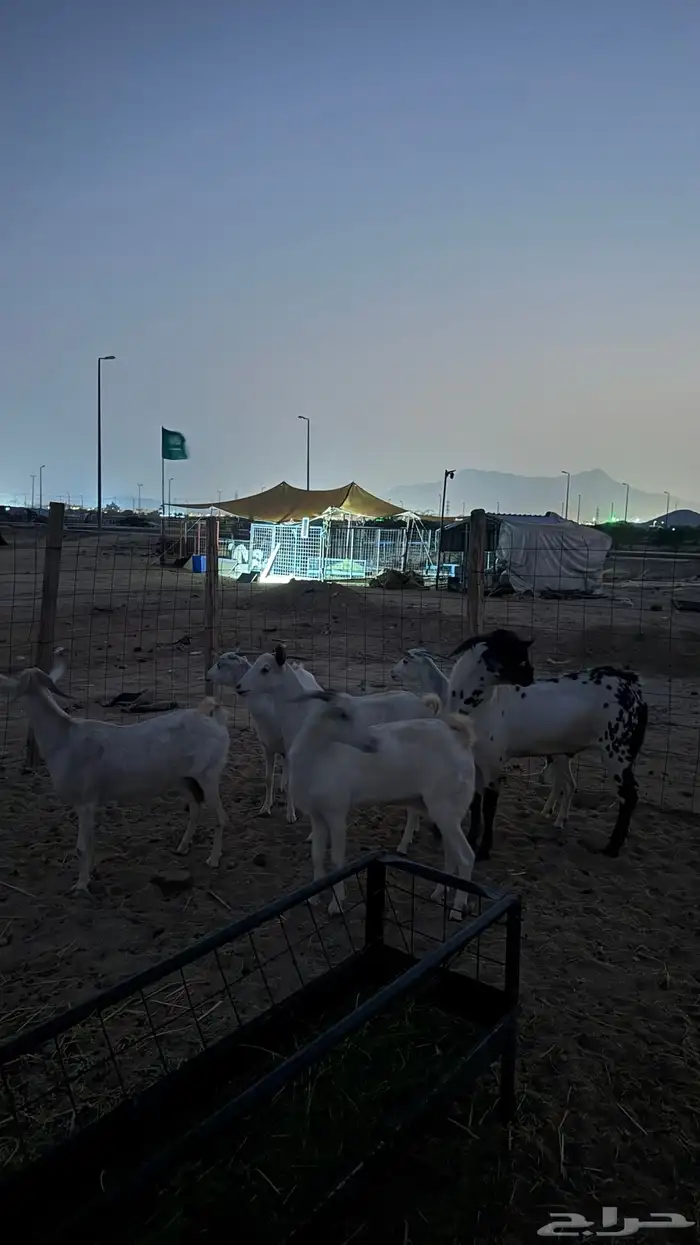 معزاء بيشيات 1