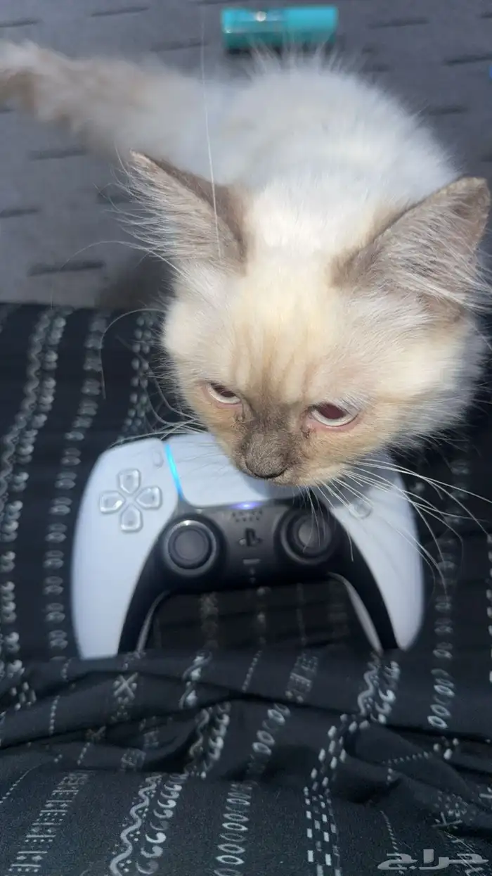 قطة همالايا ذكر 0