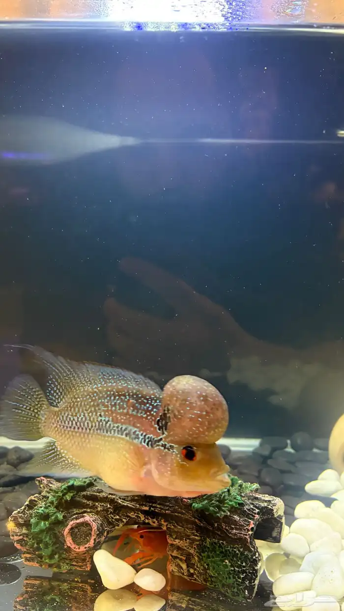 سمكه فلاور هورن (زهره القرن) 1