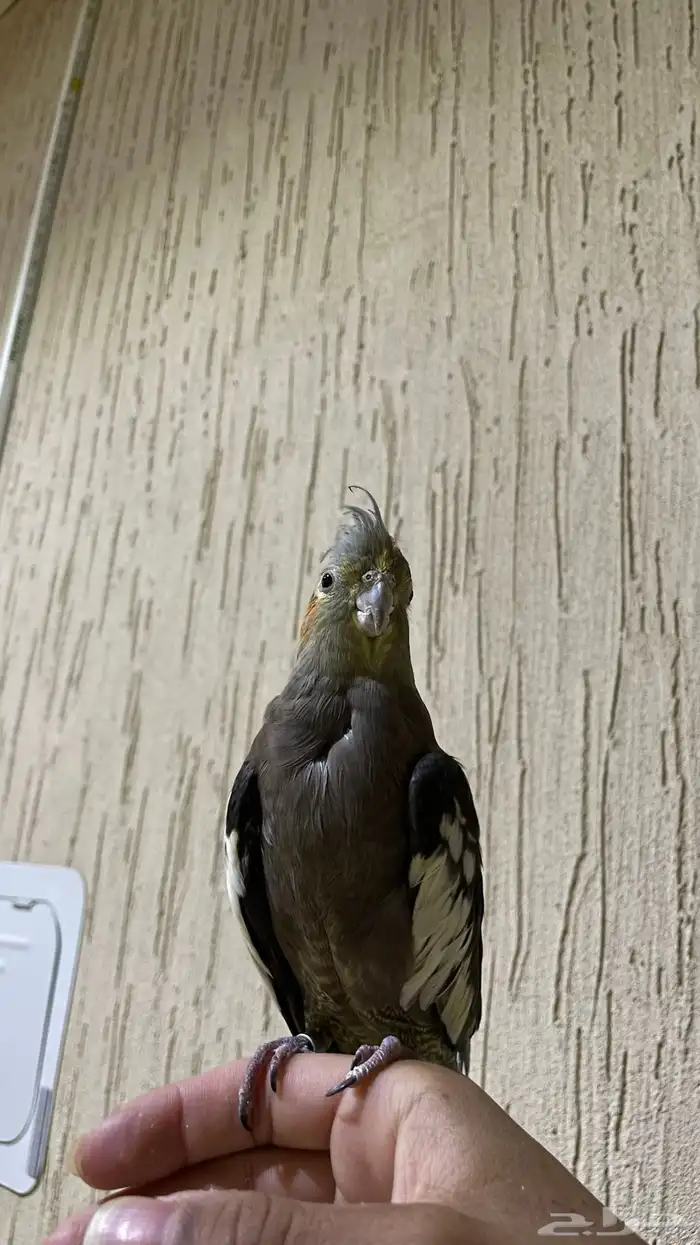 ببغا كروان اليف مع جميع اغراضة 1