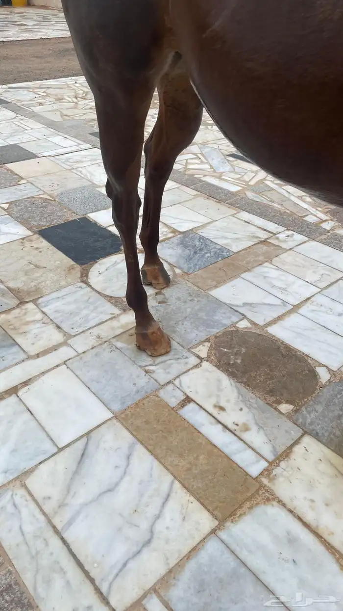 فرس شقراء انجليزي للبيع 5