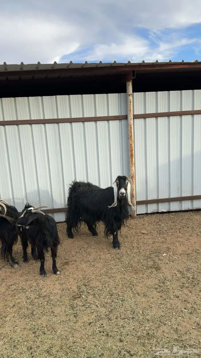 معزا عارضيات طيبات بلحيل 6