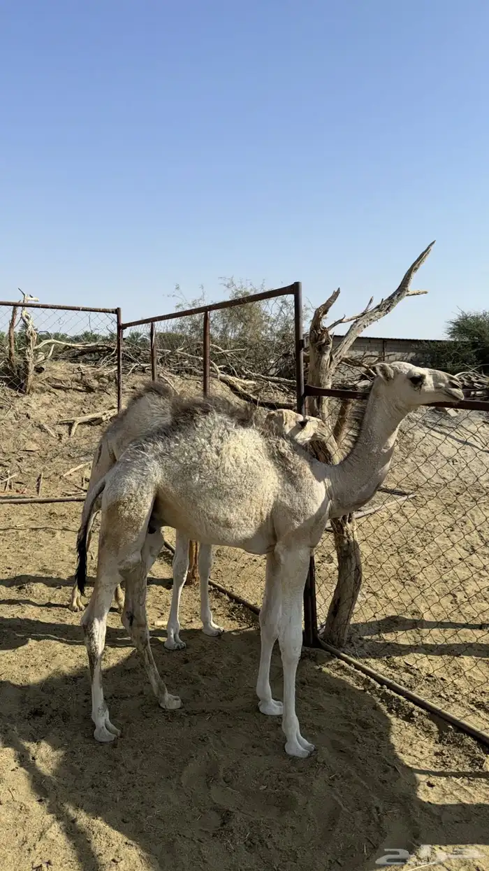 حشوان تربيه للبيع 0