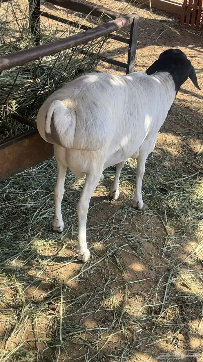 طليان مرابي تربيه طيبه 6