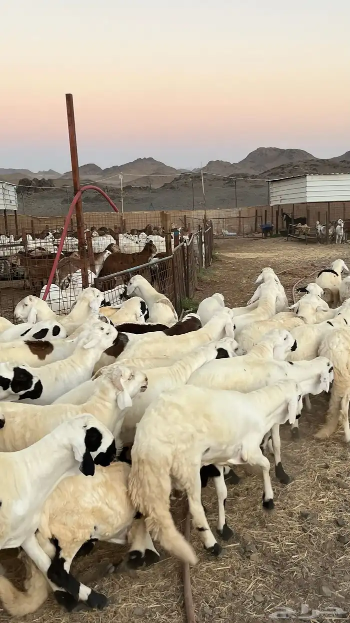 طليان سواكن جادعان مرابى فاخر 4