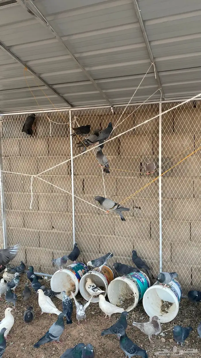 حمام بلدي و زاجل وكشكي مخلط مع الشبك والسطول 6