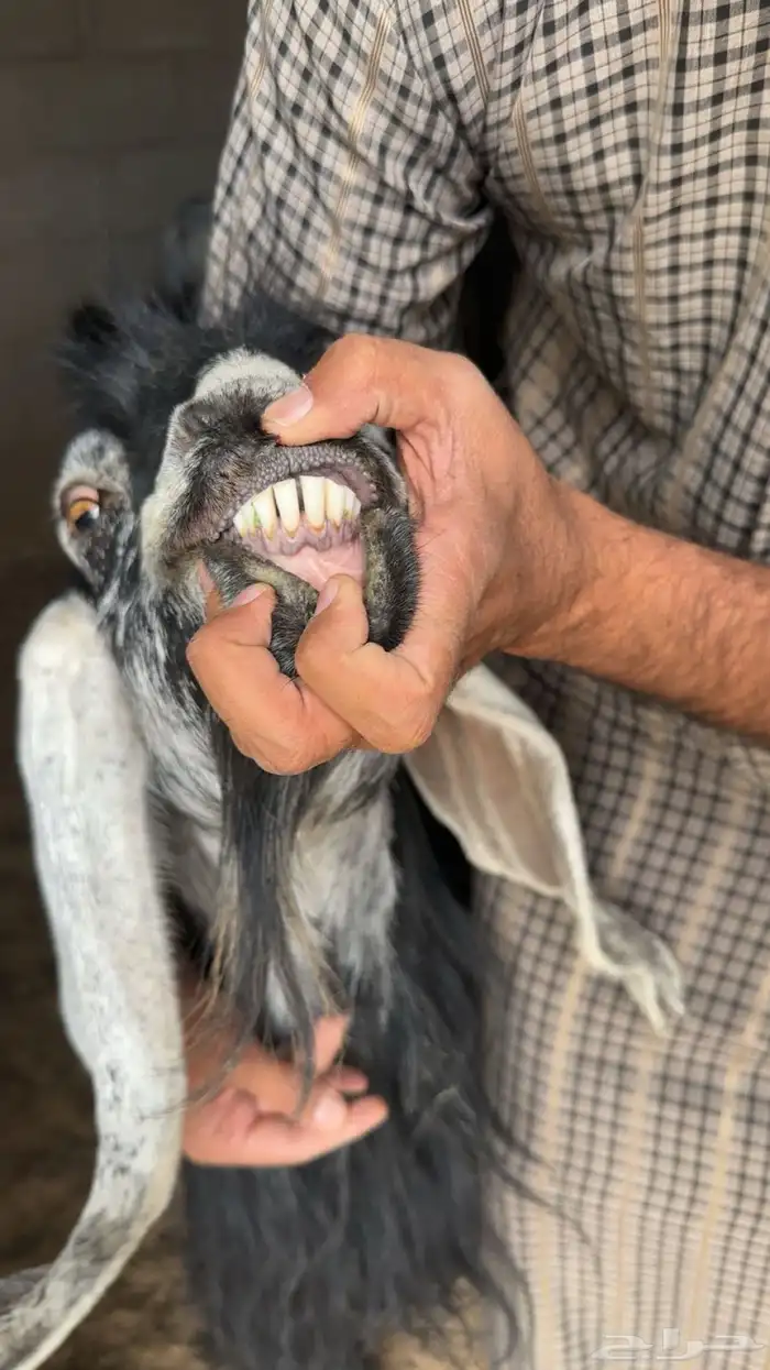 معزا عارضيات طيبات بلحيل 0