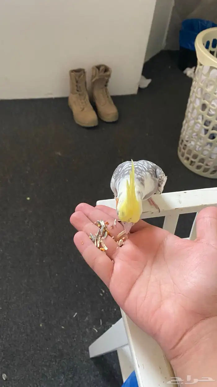 ببغاء كروان اليف العمر 9او 10 شهور تنوييه الببغاء بدون قفص 1