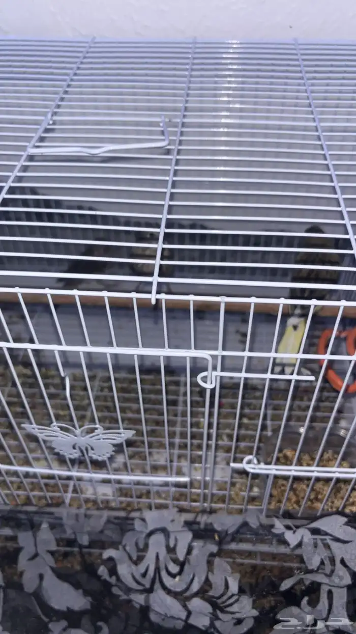 عصفور كناري 0