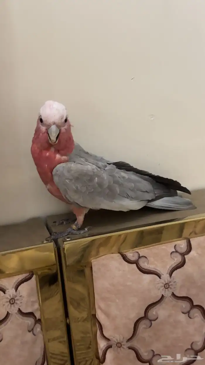 ببغاء كوكاتو 3