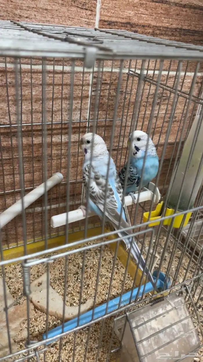 جوزين بادجي 3