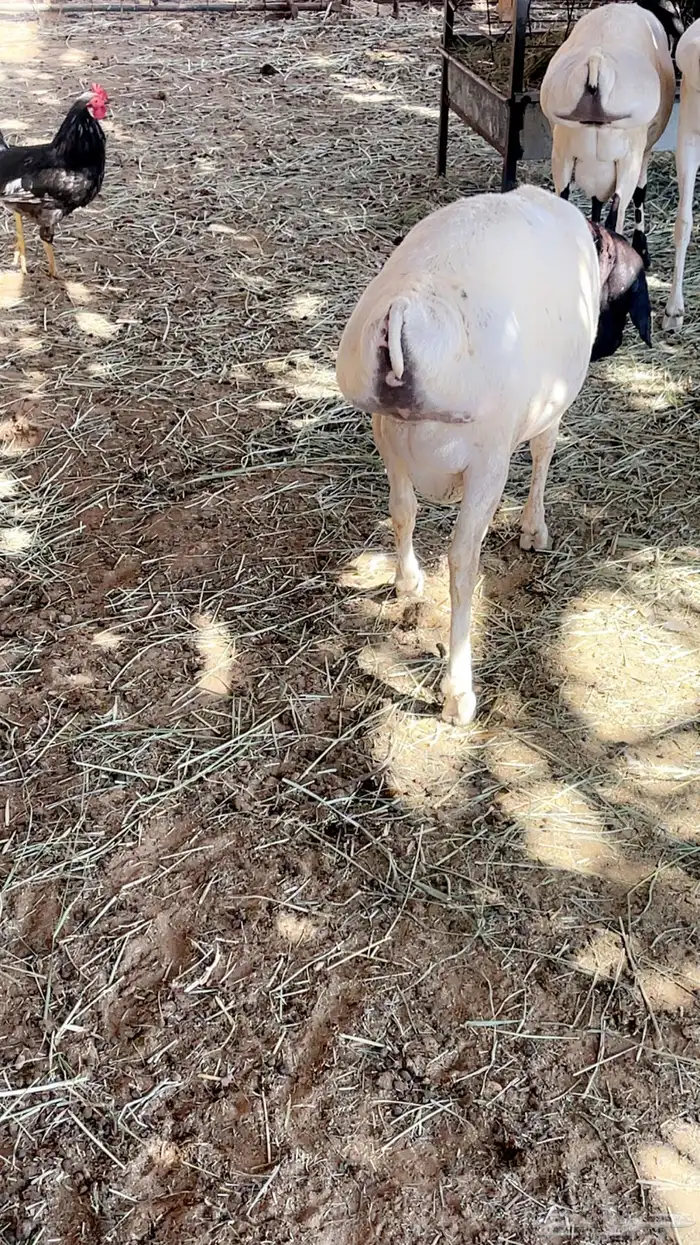 طليان مرابي تربيه طيبه 7