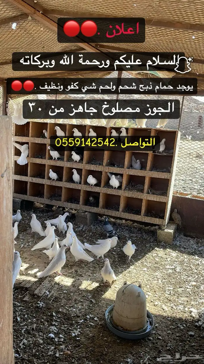 حمام فرنسي ذبح شحم فل 0
